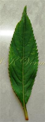  Leaf (Adaxial view)